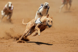 Oregon bans online greyhound racing betting